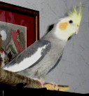 северянка